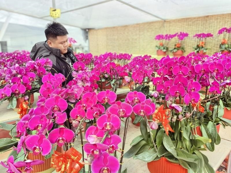 潍坊青州市：以花为“基” 全力推动乡村振兴