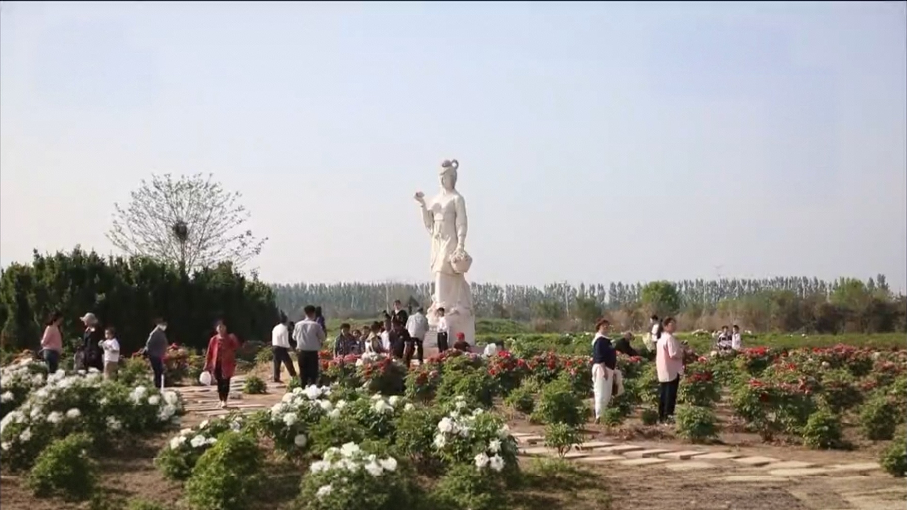 东阿：玩转黄河大集 邂逅牡丹和“艾”