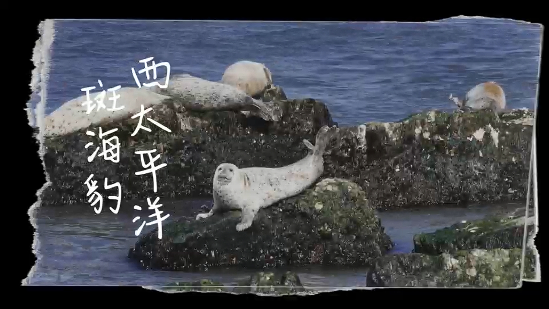 “海上大熊猫”斑海豹：俺们在山东长岛挺好的