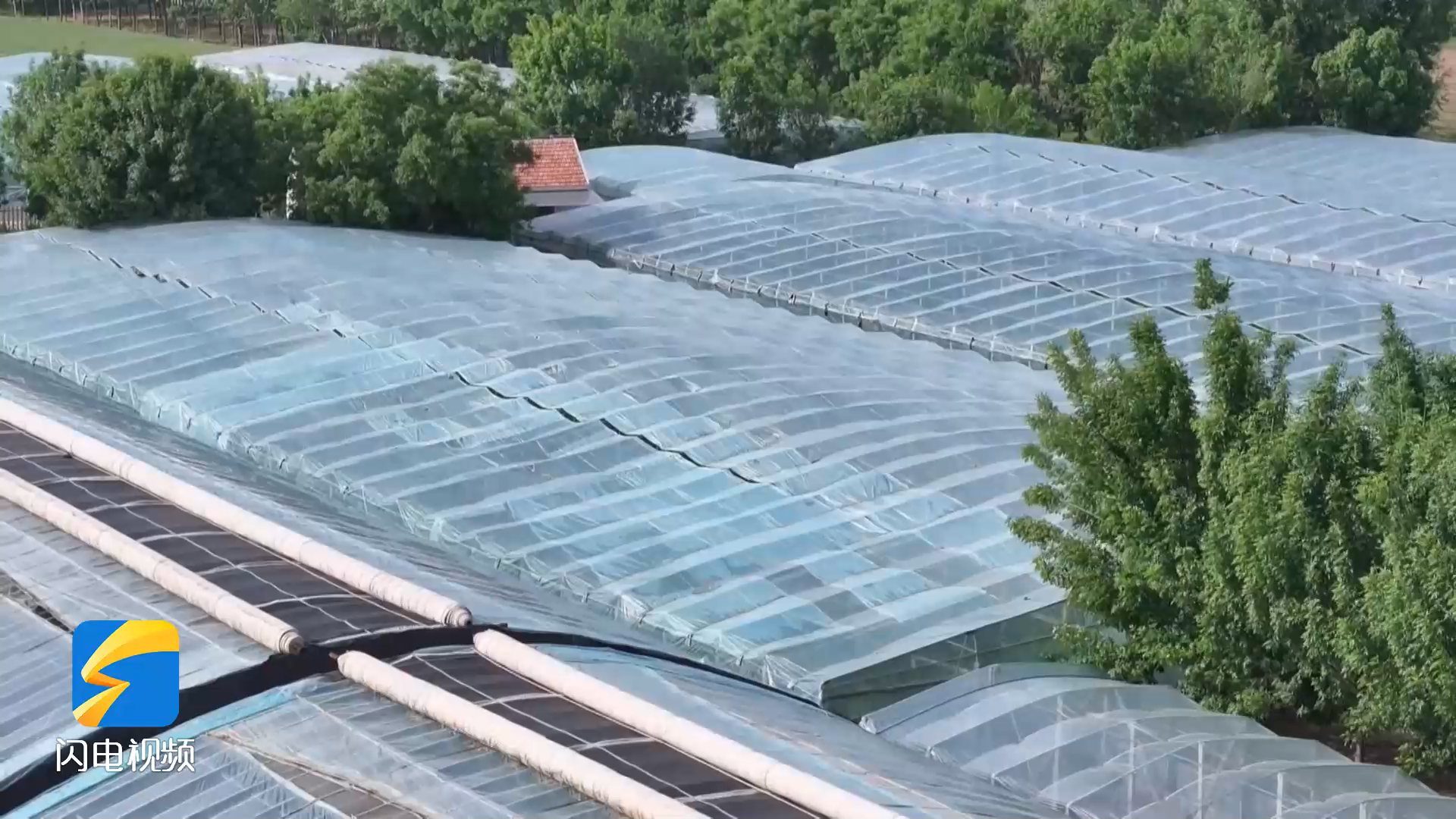 沾化：积极应对高温 全力守护冬枣产业