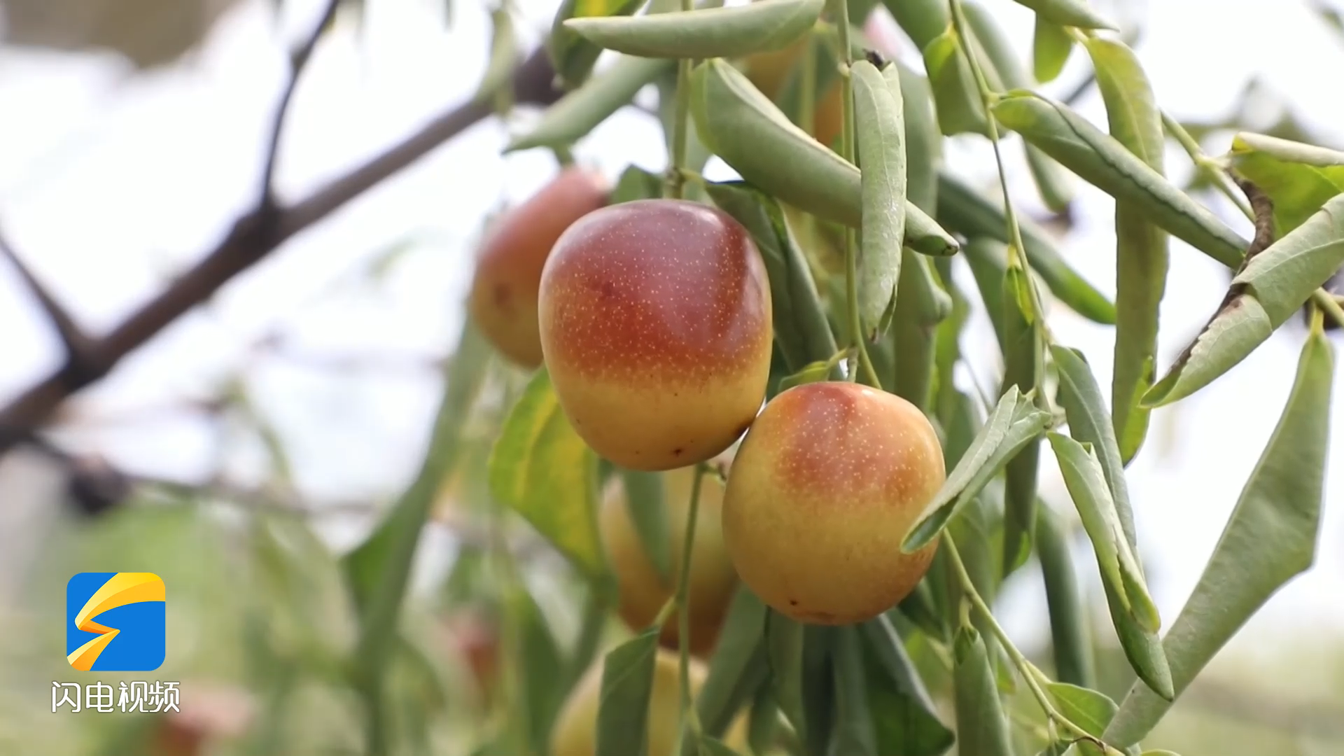 沾化冬棗“搶鮮”上市 科技種植助農(nóng)增收