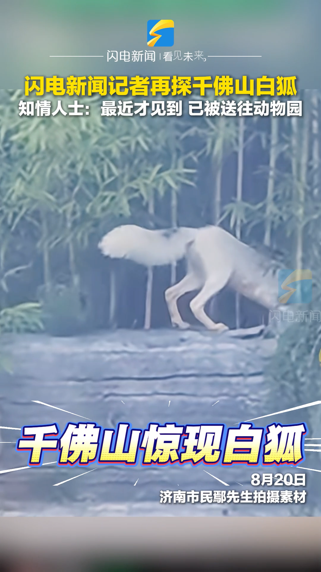 閃電新聞記者再探千佛山白狐 知情人士透露已被送往動物園