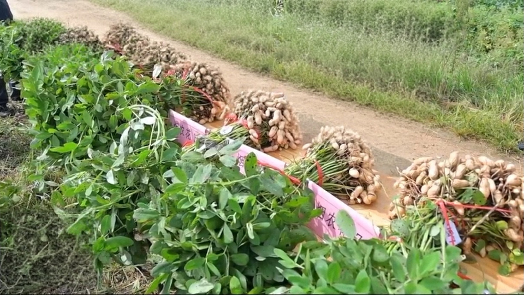 牟平：技术赋能产业升级 花生种植提质增效