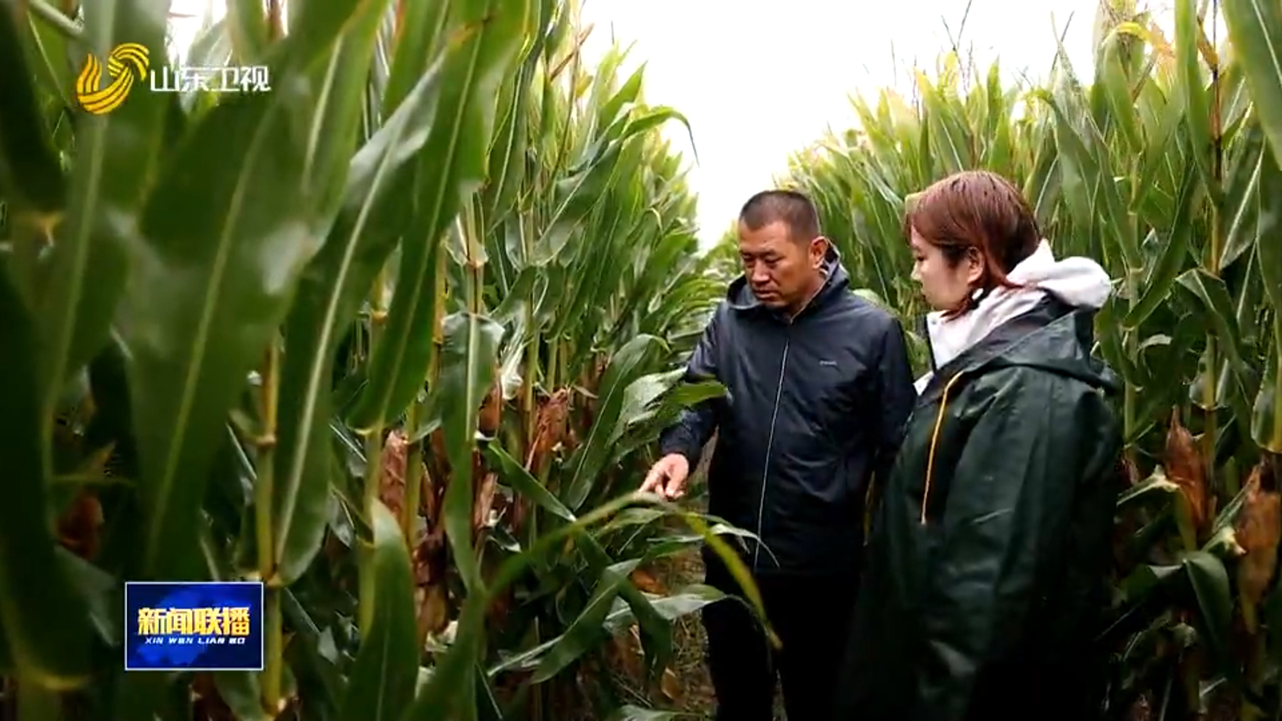 科学有序推进 种粮大户抢收有底气