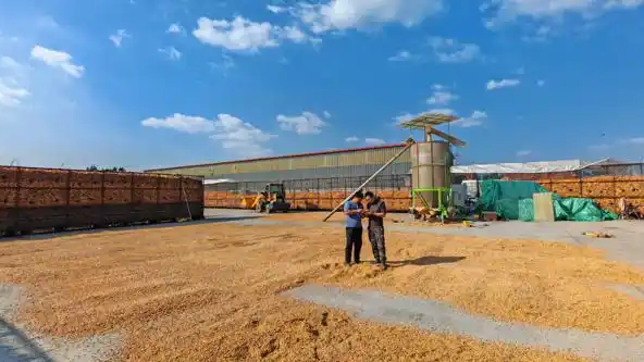 广饶：“三作三收”激活粮食增产新动能