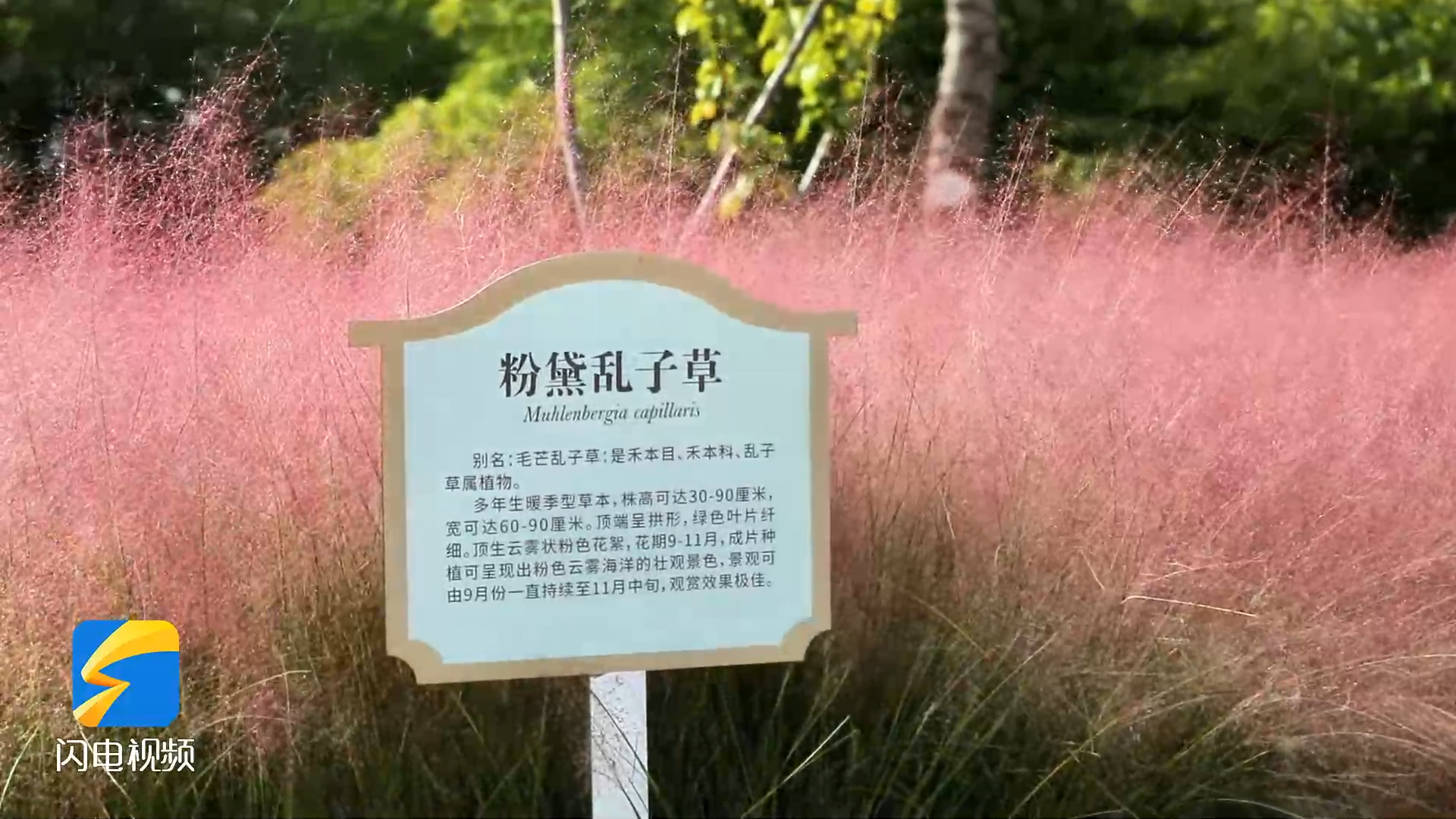 聊城：粉黛如烟 朦胧浪漫