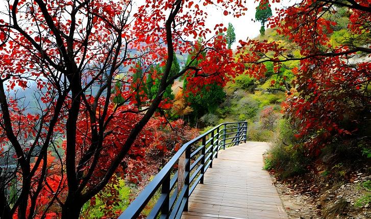 红叶为“笔” 淄博绘就文旅融合新画卷