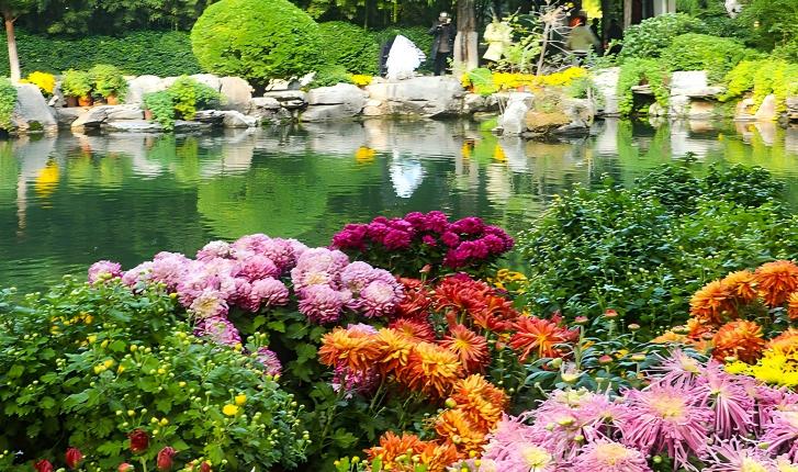 打卡第46届济南趵突泉金秋菊展