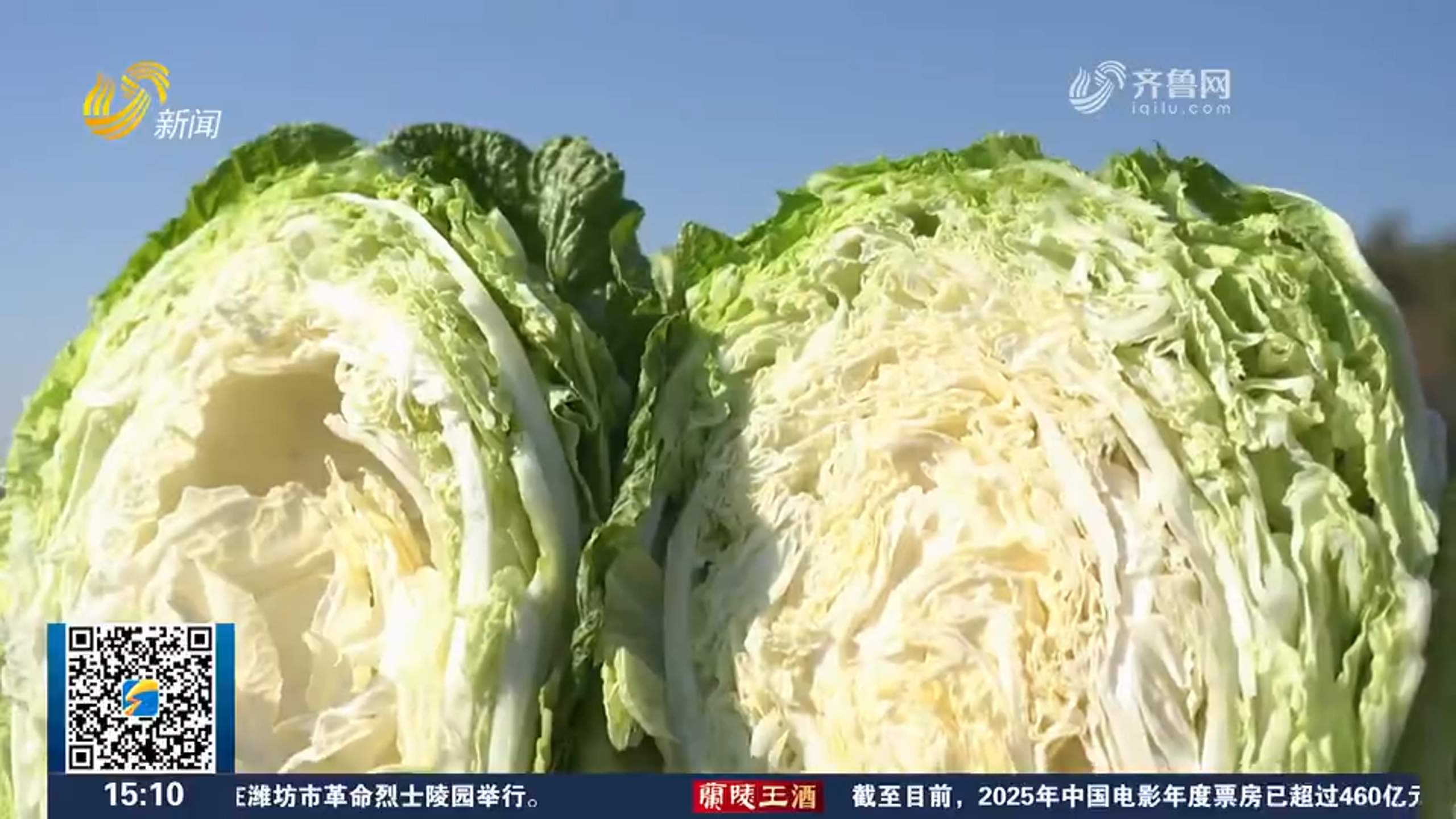 6.5万亩胶州大白菜进入收获季