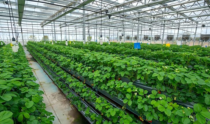 广饶县：以片区化打造旅游新文章