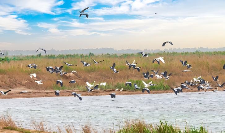 黄河三角洲“鸟浪”奇观圈粉英国鸟类学家