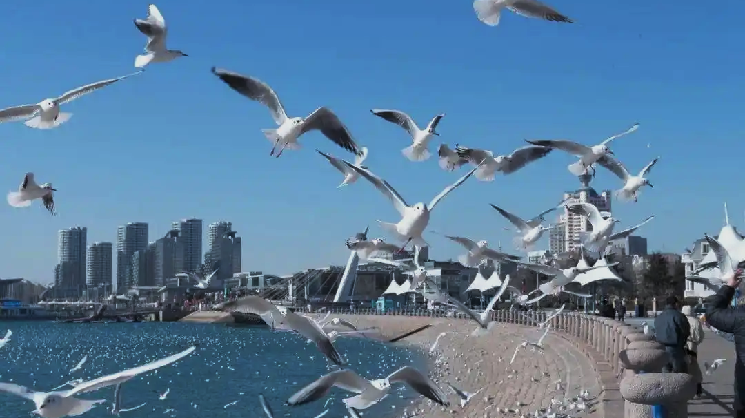 “鸥”遇青岛 激活冬日文旅经济