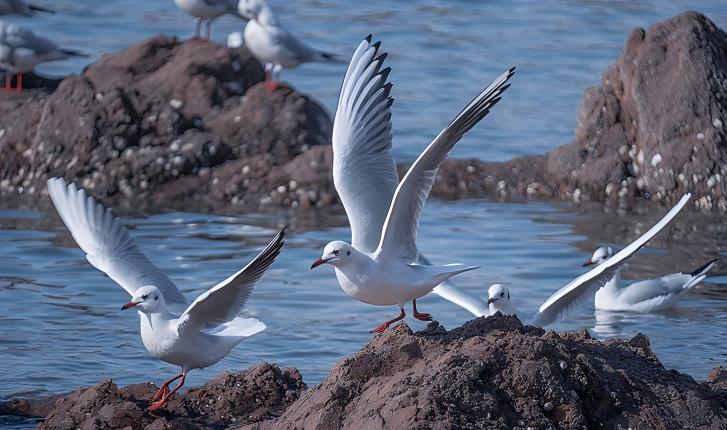 青岛：海鸥经济激活冬日文旅