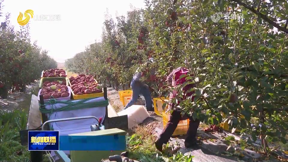 学习贯彻省委十二届十次全会精神丨全链条协同发力 苹果产业加速由量向质转型