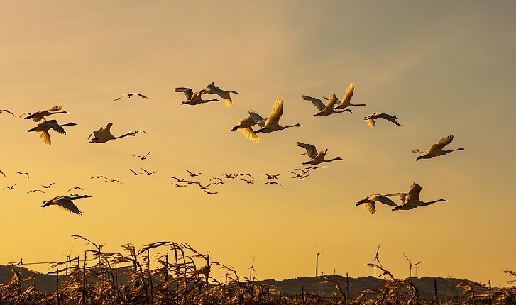 到烟墩角奔赴一场冬日顶级浪漫