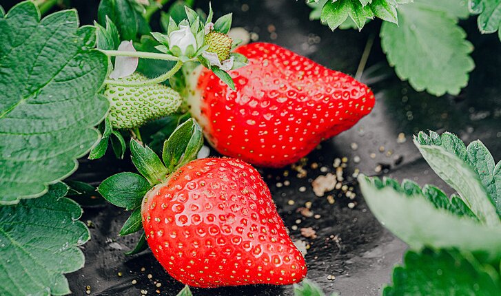 “草莓+”解锁冬日旅游新场景