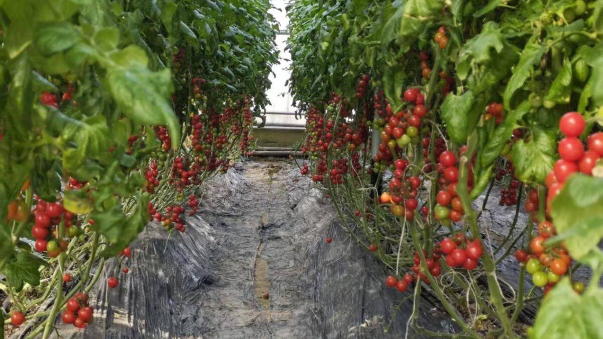 肥城：“智慧防控”筑牢大棚保温线