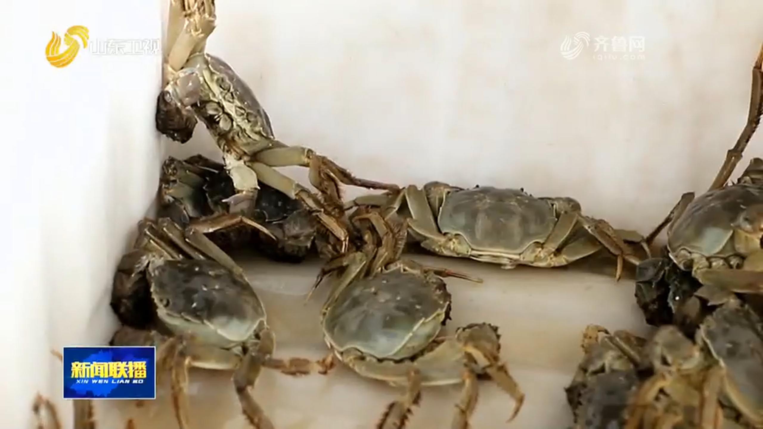东平湖大闸蟹“爬”上春节餐桌