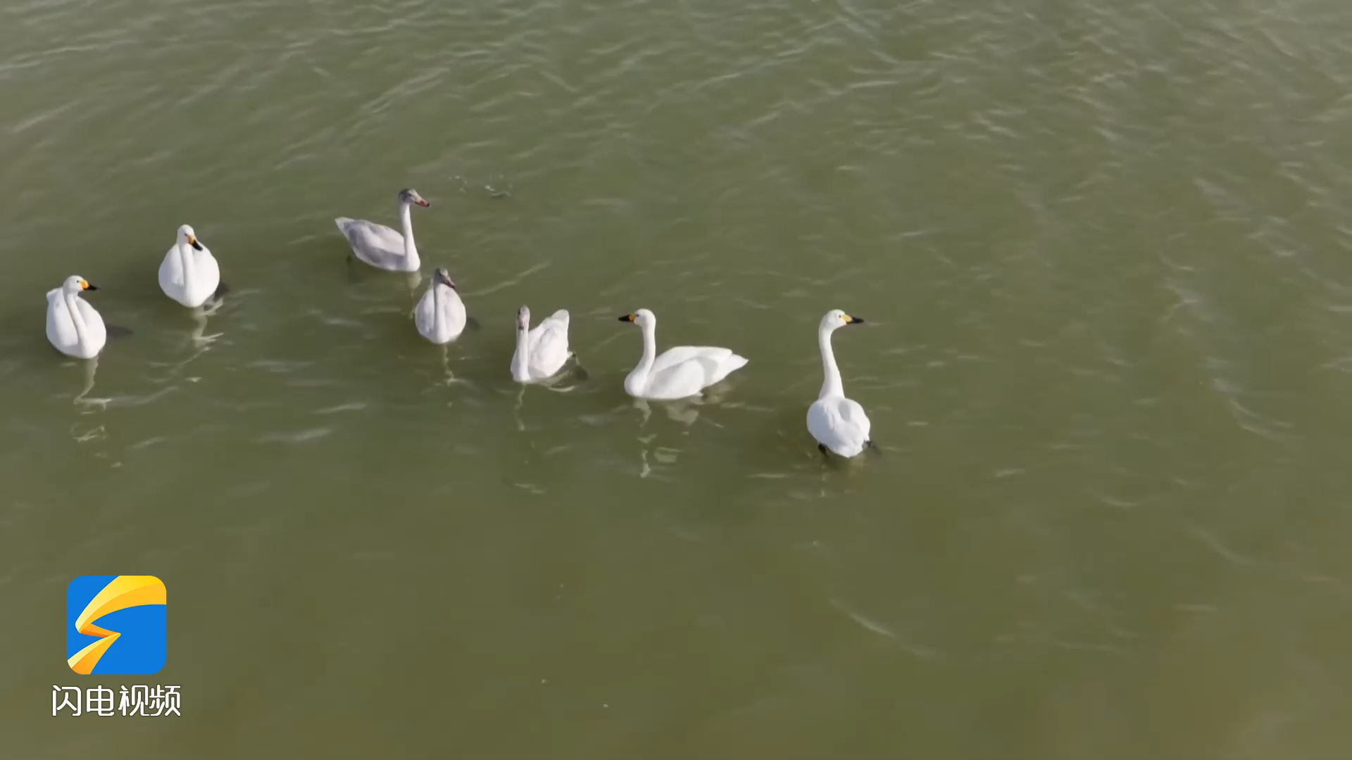 沾化：守护候鸟迁飞通道 共筑生态安全屏障