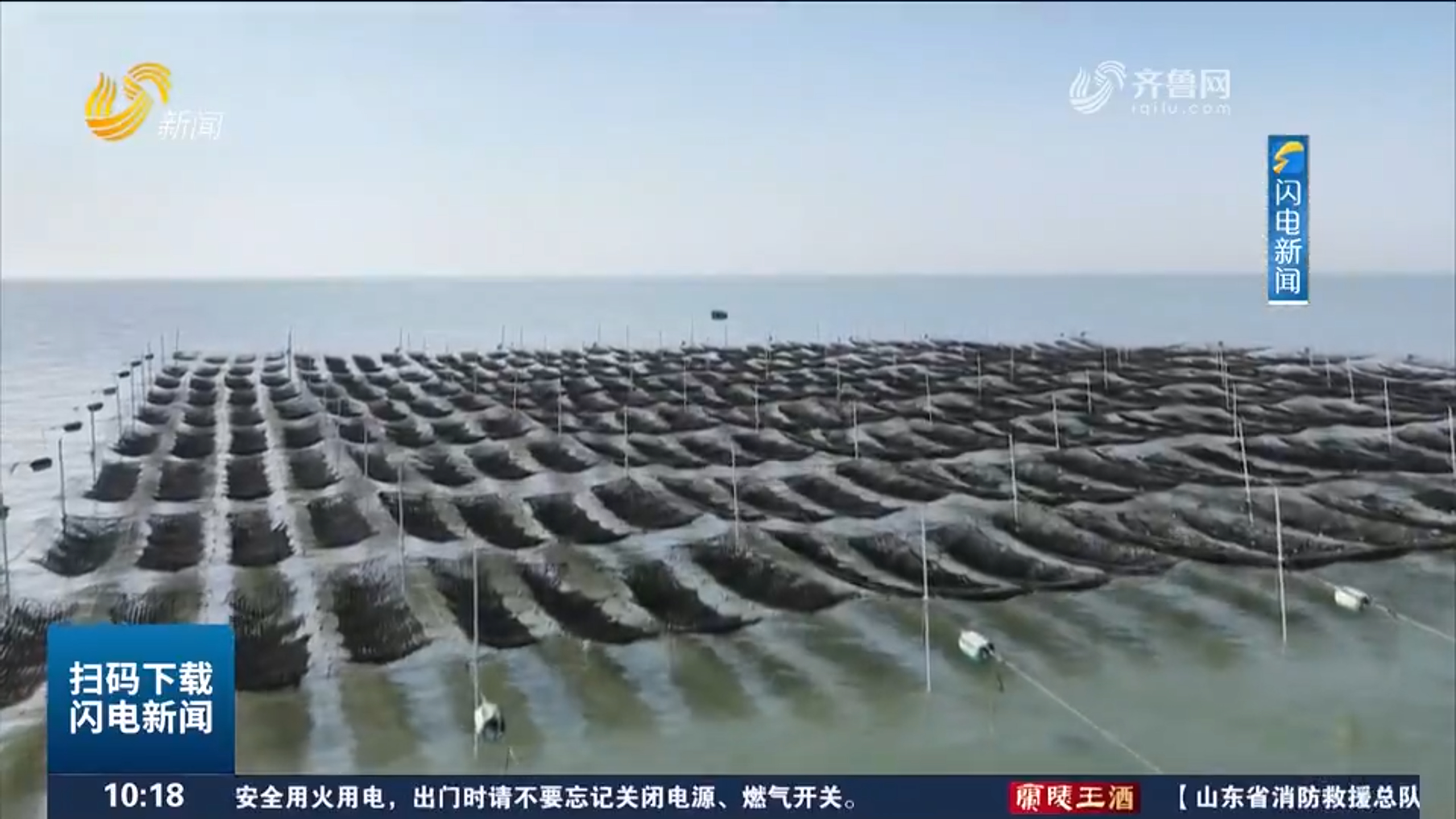 海上采收正当时 沾化万亩紫菜迎丰收