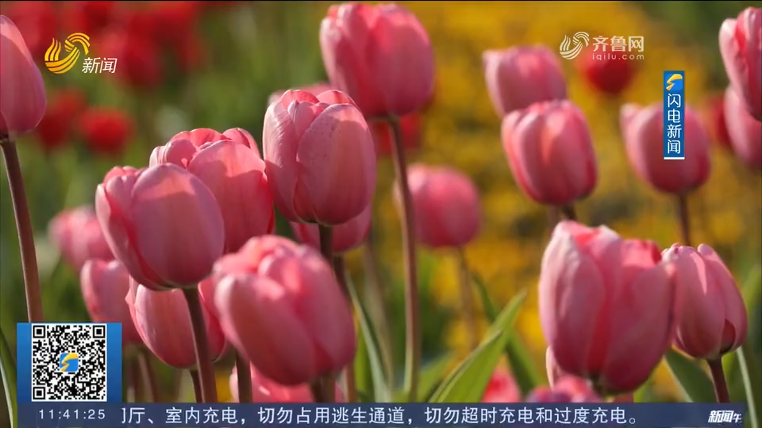 费县：20万株郁金香绽放 织就沂蒙春日画卷