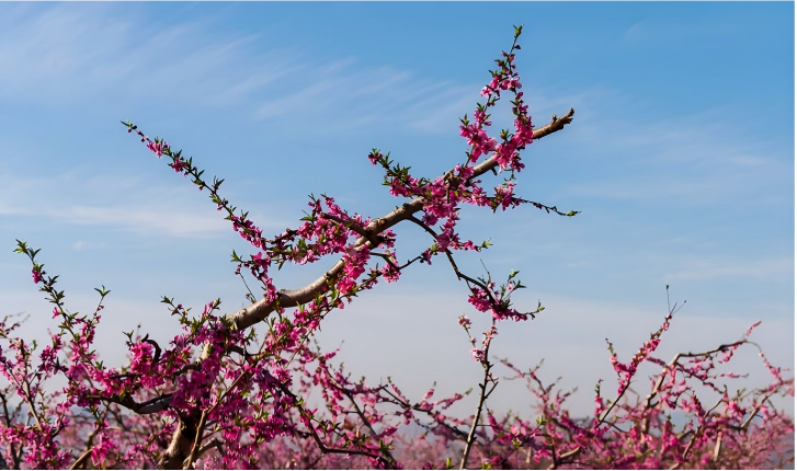 转发收藏！山东16市赏花地图来了！