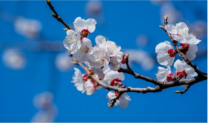 万亩杏花绽放 催生文旅消费新场景