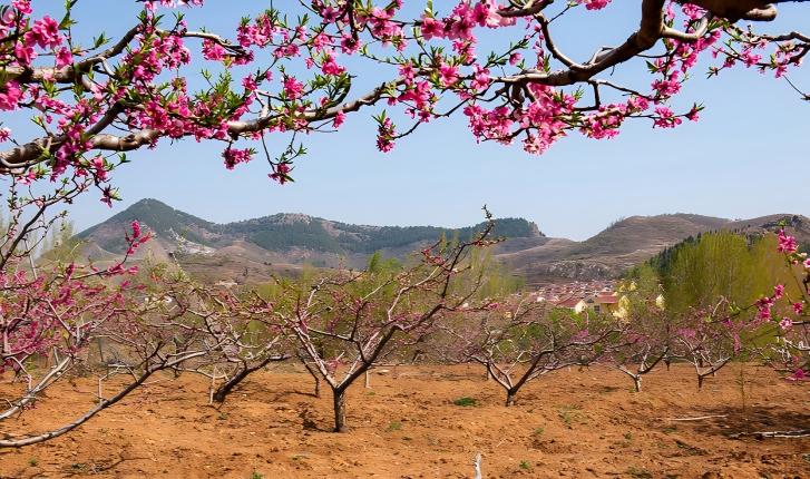 山东的春天 藏在这些花海里