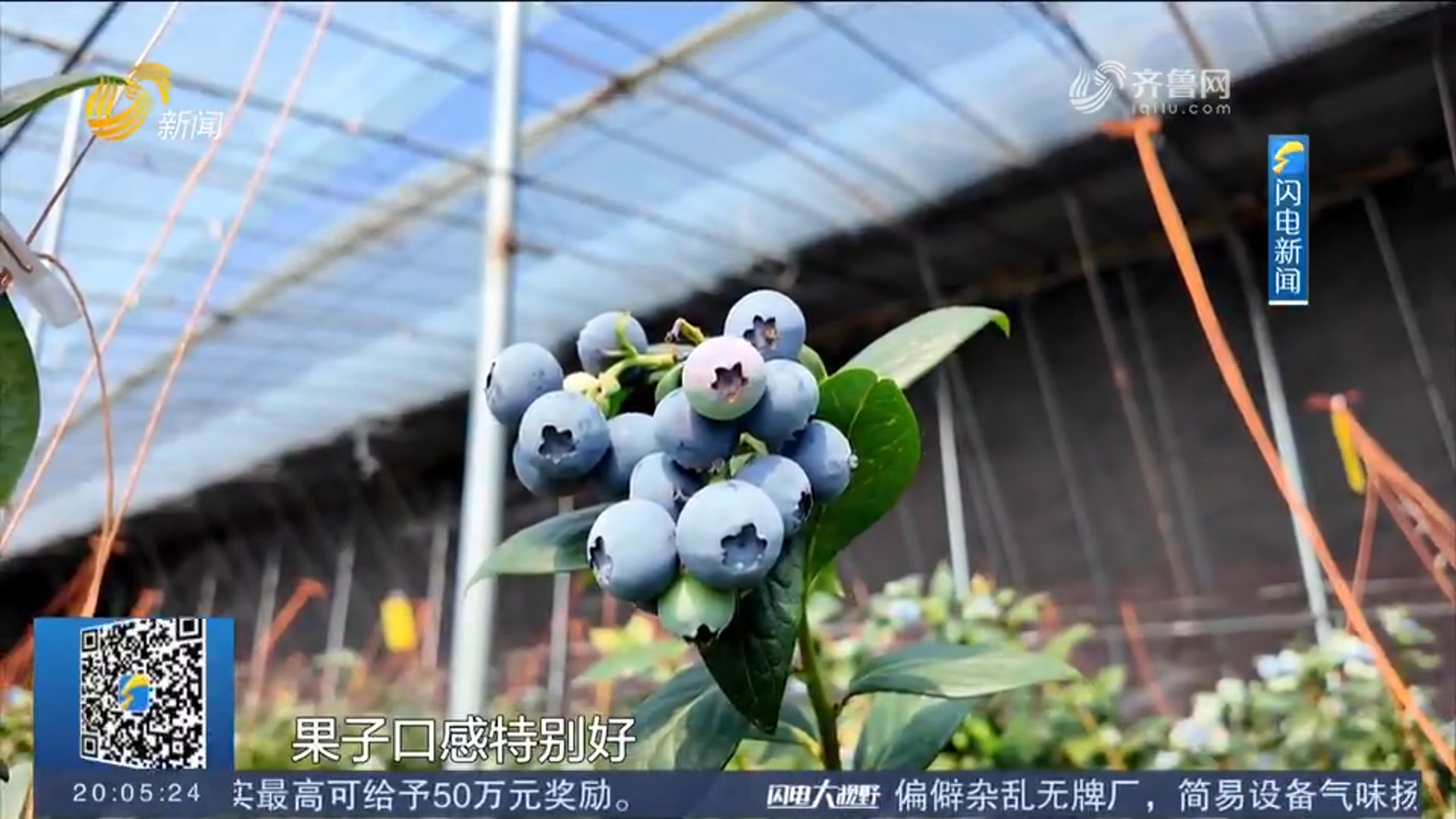 临朐：亩均收益超24万 大棚蓝莓抢“鲜”上市