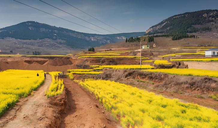 济南市长清区：千亩油菜花盛放