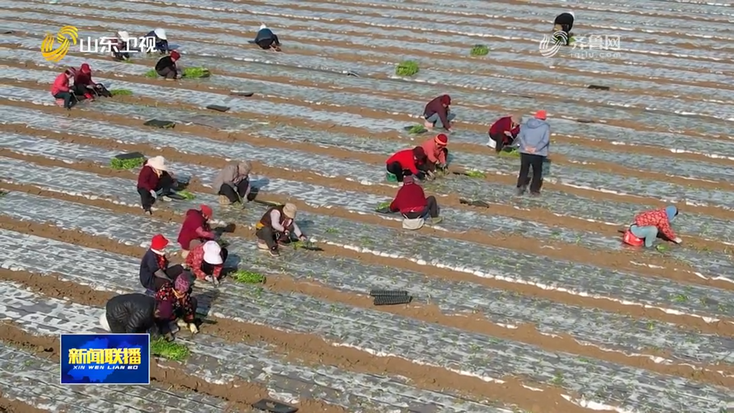 从“卖全球”到“卖高端” 安丘蔬菜升级转型