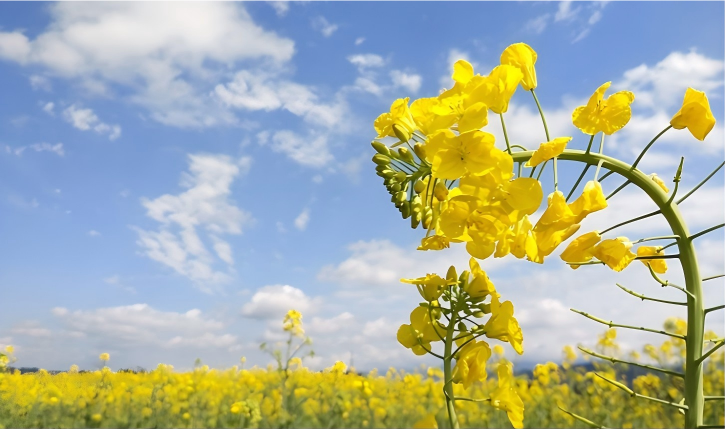 金色花海醉春风 春日文旅迎热潮