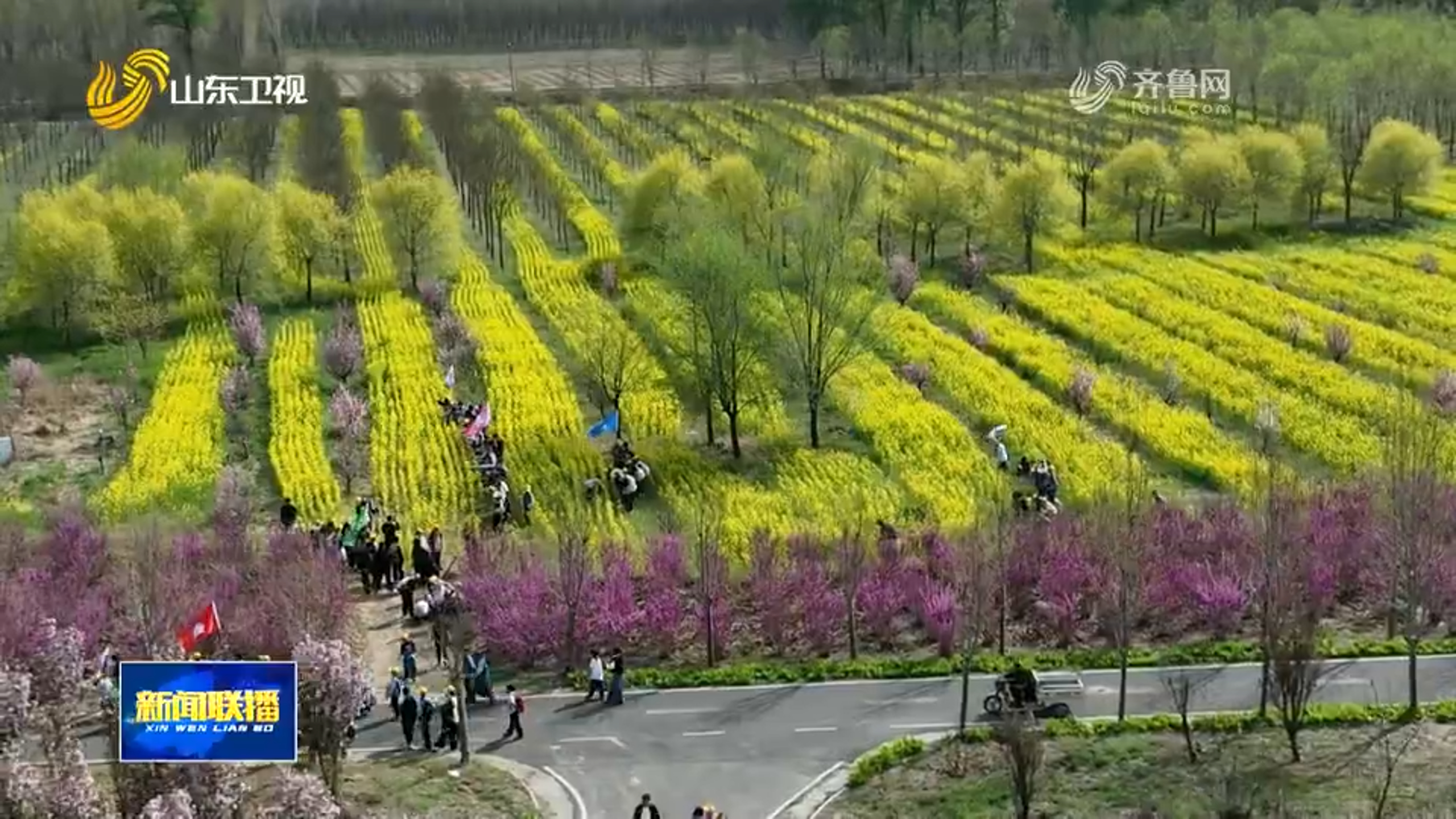 高唐：黄河故道昔日荒沙地变身绿色林场