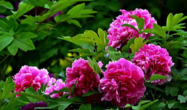 国色飘香润任城 文旅融合启新程