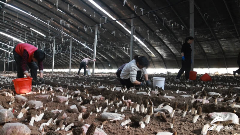  临邑：羊肚菌亩产2000斤 奏响春日“丰收曲”