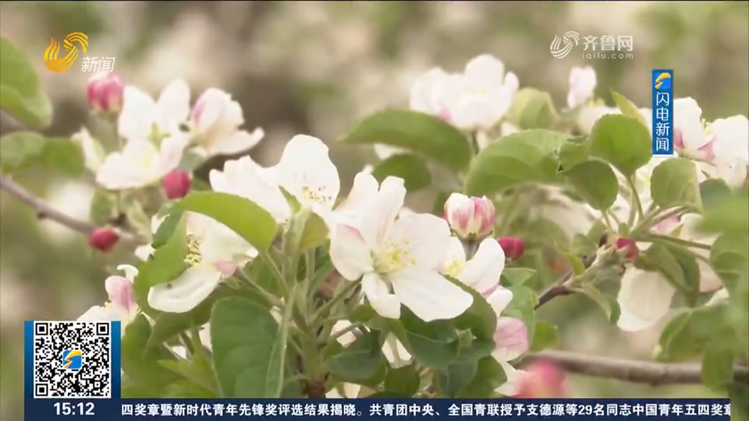  乳山：苹果进入盛花期 科学管护促丰收