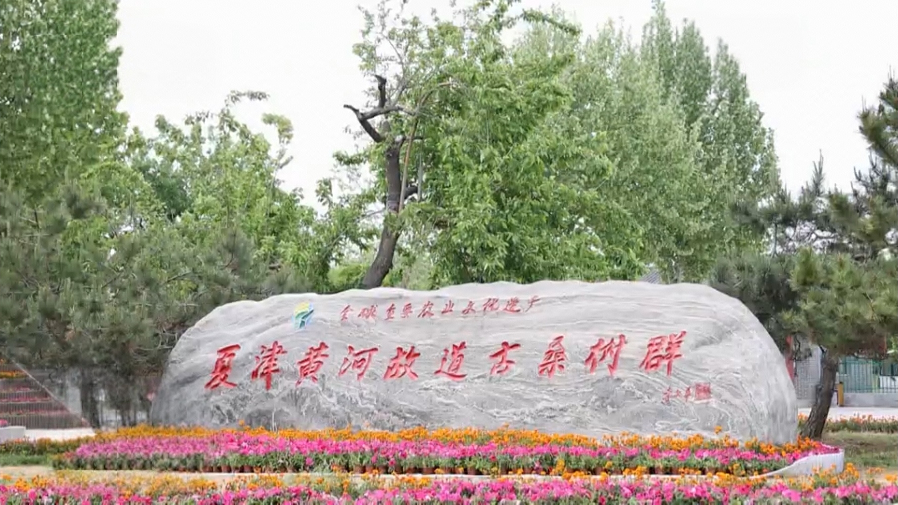 夏津：古桑树群换新颜 全产业链铺就致富路