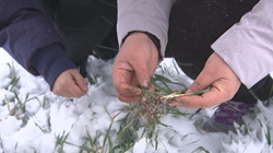 37秒|大雪来袭！聊城农业专家为小麦和大棚种植户带来这些建议