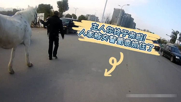 31秒丨白馬逃離劇組馬路上撒歡 巡邏交警開車追擊攔截