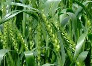 威海乳山部署2020年度政策性小麦保险投保工作 与2019年度保持一致