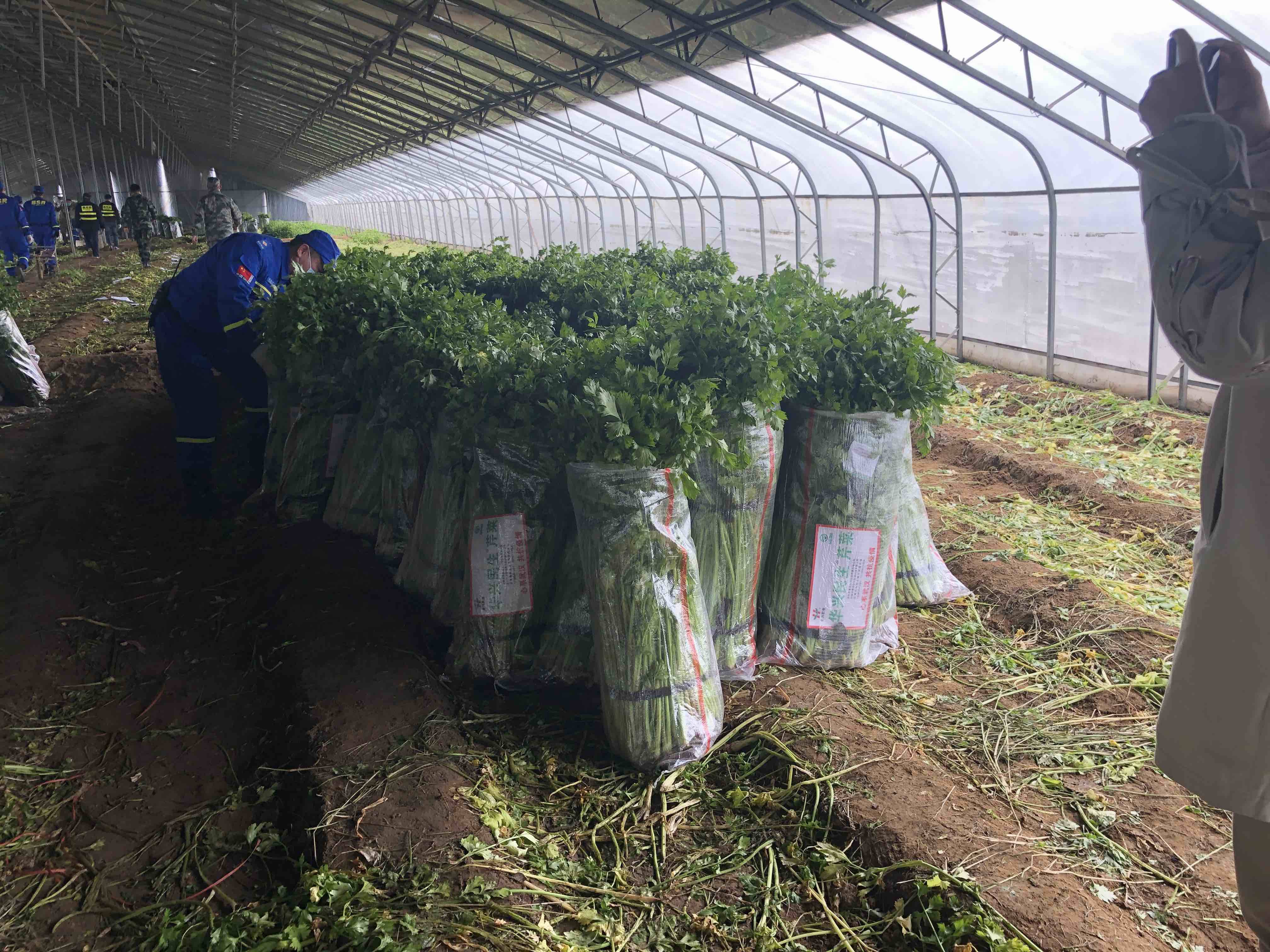 闪电公益丨济南莱芜农户喊话：两万斤有机芹菜全捐了！武汉人民明天就能吃上它！