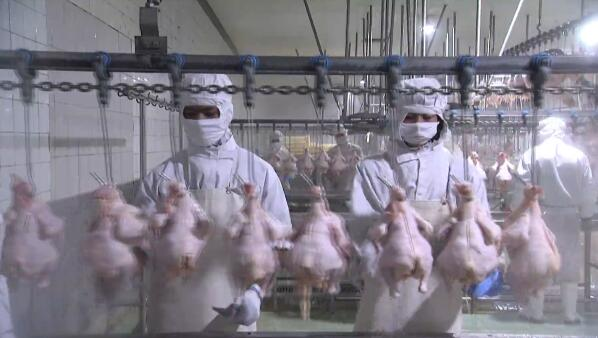 54秒|诸城外贸有限责任公司安全防控科学复工 每日屠宰肉鸡15万只
