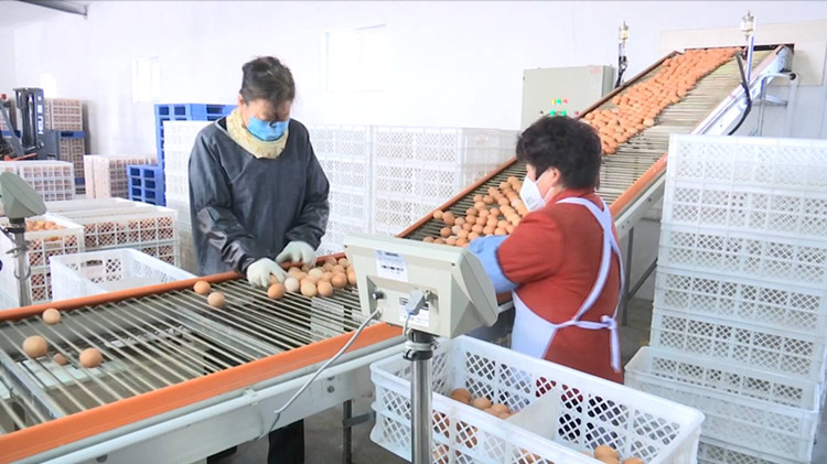 76秒丨日产8吨新鲜鸡蛋！淄博畜禽企业抓防疫保供给