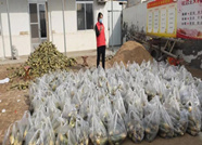 博兴一村民捐赠5万斤“爱心萝卜” 温暖抗疫一线