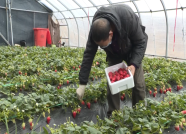 威海环翠区：草莓丰收遇疫情 线上预订配送助力农户促销增收