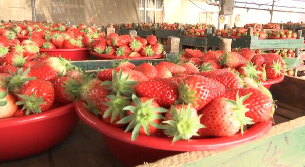 56秒|疫情之下一颗草莓是这样“炼”成的 潍坊安丘防控生产两不误