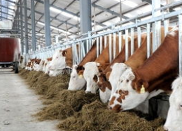 一企一策、畅通“绿色通道”！山东发布10条意见推动畜牧业规模养殖创新经营