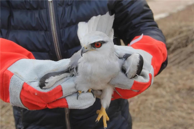 东营广饶县救助放飞国家二级重点保护野生动物黑翅鸢