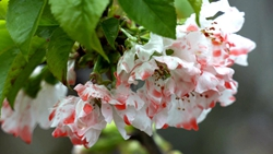 视频来了！聊城大棚里的樱桃花竞相绽放 记者带您“线上”赏花