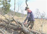 威海荣成俚岛镇推进松材线虫病防治工作 每天清理枯死松树约3000株